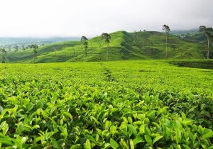 Teh Murni dari Desa Gununglangit Banjarnegara Inovasi Lokal yang Menyehatkan dan Menguntungkan Petani