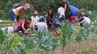 Urban Farming di perkotaan