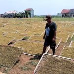 Harga Tembakau Kendal Anjlok 40 Persen, Petani Merugi Akibat Cuaca Buruk