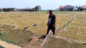 Harga Tembakau Kendal Anjlok 40 Persen, Petani Merugi Akibat Cuaca Buruk