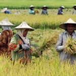 Indonesia Torehkan Prestasi Swasembada Pangan, Jadi Kekuatan Baru di Diplomasi Global