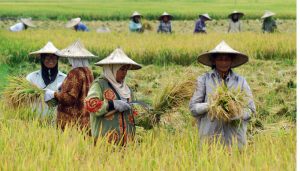 Indonesia Torehkan Prestasi Swasembada Pangan, Jadi Kekuatan Baru di Diplomasi Global