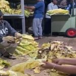 Di Balik Daun Tembakau, Perjuangan yang Tak Pernah Selesai