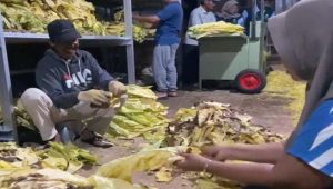 Di Balik Daun Tembakau, Perjuangan yang Tak Pernah Selesai