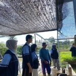 Mahasiswa KKN UIN Walisongo Belajar Pengelolaan Budidaya Lele di Desa Margosari