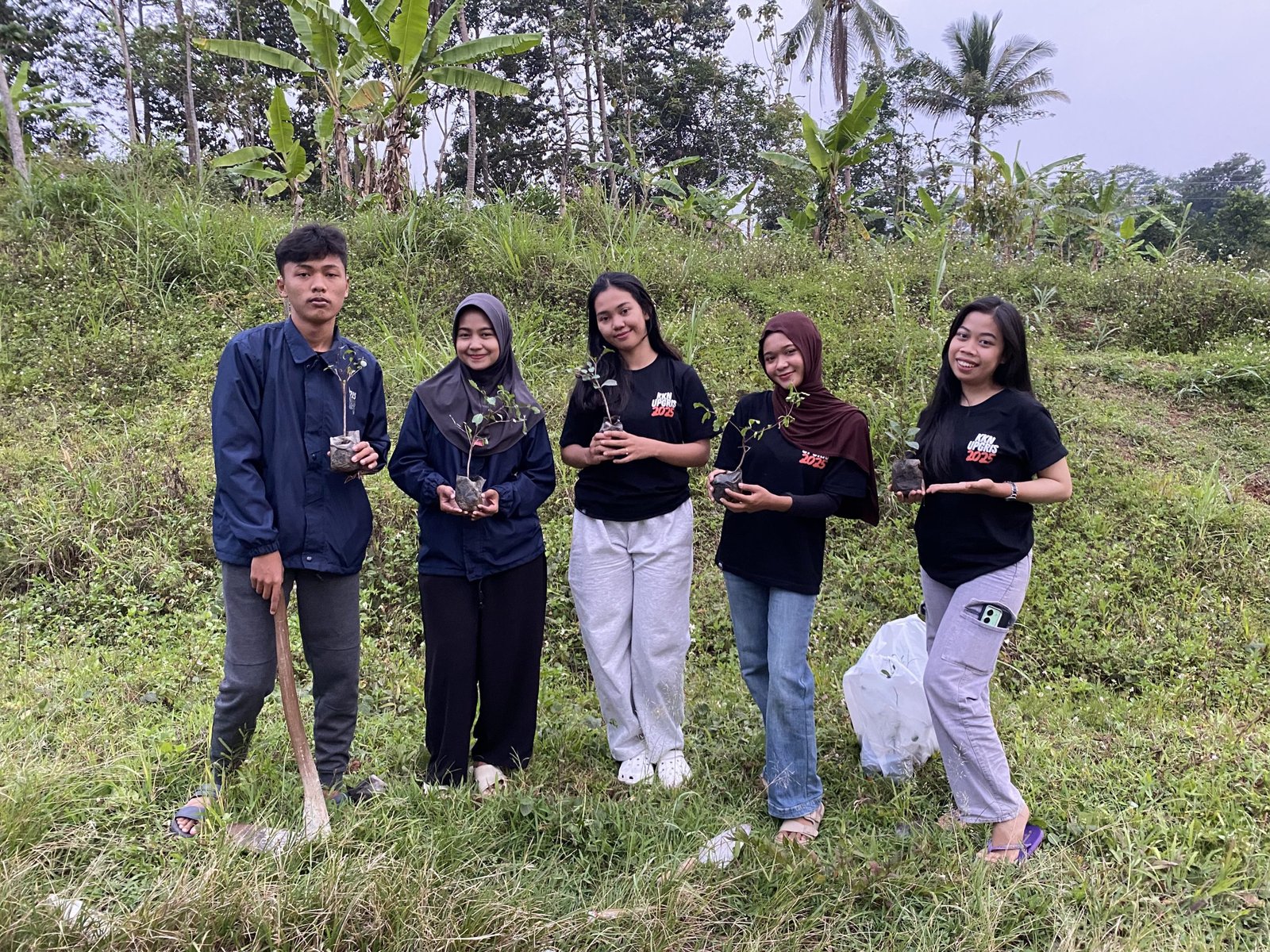 pohon ketapang
