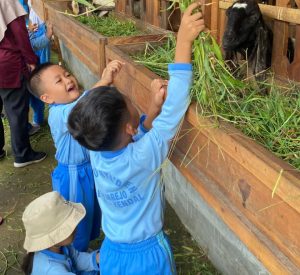 KKN UIN Walisongo Posko 24 Dampingi Kegiatan Belajar Anak TK Cut Nya’ Dien di Kandang Kambing