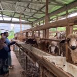 DD Farm