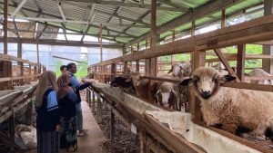 KKN UIN Walisongo Posko 30 Desa Tamanrejo Kunjungi DD Farm: Belajar Manajemen 1.200 Domba Berbasis Zakat Produktif