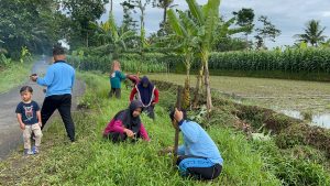 Aksi Hijau Mahasiswa KKN: Ciptakan Jalan Bunga di Desa Peron dengan Ratusan Bibit Tabebuya
