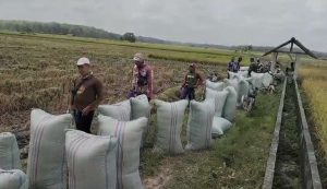 Target Produksi Beras 2026 Dipatok 34,77 Juta Ton, Pemerintah Fokus Perkuat Kedaulatan Pangan