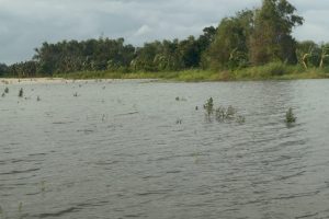Klaim Asuransi Gagal Panen Mulai Diproses, Ribuan Hektare Sawah Jateng Terdampak Banjir