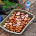 Inovatif! Mahasiswa KKN UPGRIS Kelompok 27 Sulap Cangkang Telur Jadi Pupuk Organik di Kelurahan Gemah