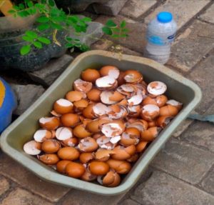 Inovatif! Mahasiswa KKN UPGRIS Kelompok 27 Sulap Cangkang Telur Jadi Pupuk Organik di Kelurahan Gemah