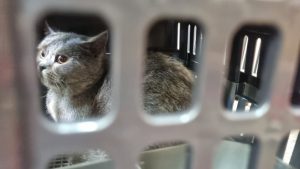 Memasuki Arus Mudik Lebaran, Pengiriman Hewan Peliharaan Via KAI Logistik Meningkat