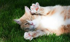 Makanan yang Bagus untuk Imunitas Kucing