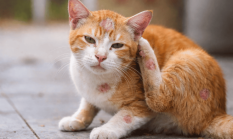 Penyebab dan Cara Atasi Jamur Pada Kucing