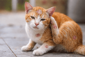 Penyebab dan Cara Atasi Jamur Pada Kucing