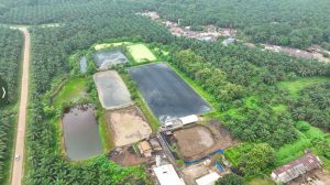 Hadapi Gejolak Energi Global, Holding Perkebunan Nusantara Andalkan PLTBg PalmCo