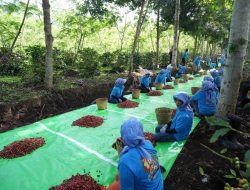 Holding Perkebunan Nusantara Terus Perkuat Daya Saing Global, Ekspor Kopi Ijen PalmCo Tembus AS dan Inggris