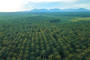Gangguan Premanisme di Perkebunan Sawit Ancaman Nyata bagi Ketahanan Energi Nasional.