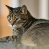 Mengenal Kucing Mujair, Kucing Lokal dengan Karakter Unik yang Banyak Disukai