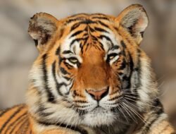 India Dorong Aliansi Global untuk Lindungi Kucing Besar Dunia lewat IBCA Summit 2026