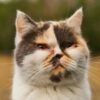 Jangan Panik, Ini Langkah Awal Saat Mata Kucing Mulai Bermasalah