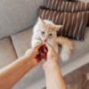 Memilih Makanan Kucing yang Tepat untuk Mendukung Kesehatan Pencernaan