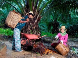 Peringati Hari Krida Pertanian, Holding Perkebunan Nusantara melalui PTPN IV PalmCo Serap 1,34 Juta Ton TBS Petani
