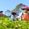 Holding Perkebunan Nusantara Perluas Jejak Teh Indonesia, Produk PTPN I Masuk Gerai Legendaris Twinings London