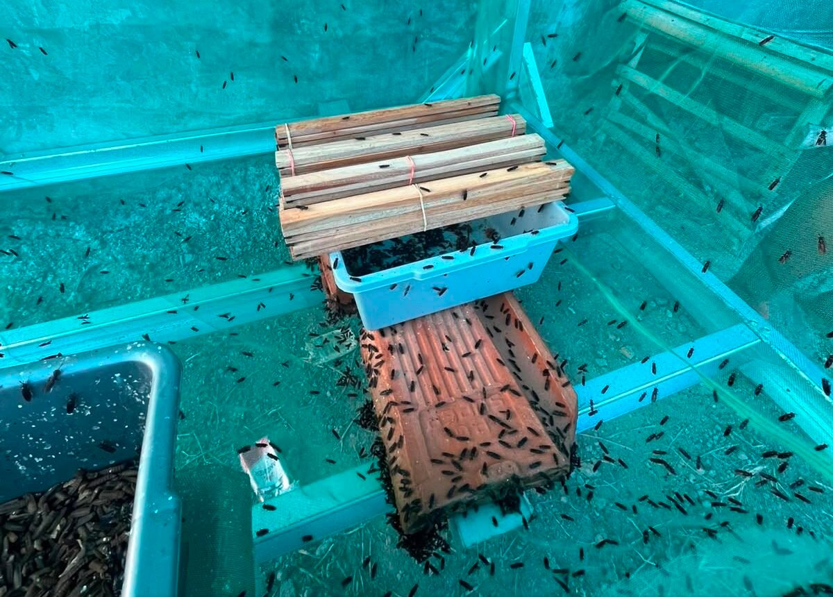 Budidaya Maggot
